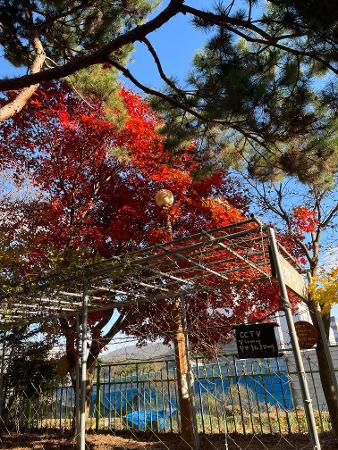 가을 단풍나무 이미지